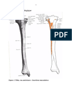 Tibia Vue Antérieure