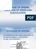 STORAGE OF SPERM ERECTION OF Penis