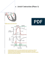 Cardiac Cycle - Atrial Contraction (Phase 1)