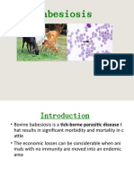 Ruminant Babesia