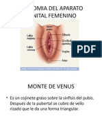 Anatomia Del Aparato Genital Femenino