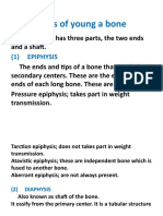 Parts of Young A Bone: (1) Epiphysis