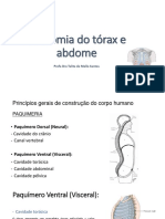 Anatomia Do Tórax e Abdome