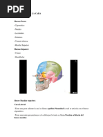 Osteologia de La Cara