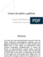 Lineas de Pollos y Gallinas