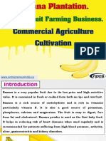 Banana Plantation. Banana Fruit Farming Business-608710