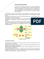 Captura de Energía Por Los Seres Vivientes