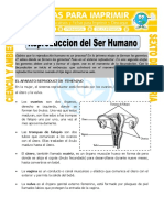 Ficha Reproduccion Del Ser Humano para Sexto de Primaria