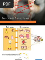 25° Funciones Sensoriales, Biofísica Sensorial, Cadena de Transmisión Sensorial