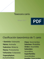 Copia de Toxocara Canis