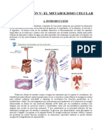 Bloque III (Metabolismo Celular)