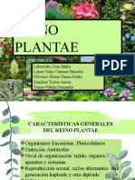 Reino Plantae