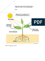 Photosynthesis Final Presentation Dharshanie Part