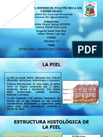 Estructura de La Piel