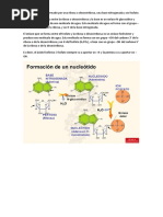 Formación de Un Nucleótido