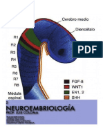 Embriologia NEURO Apuntes