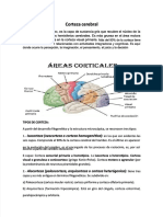 PDF Corteza Cerebral Compress