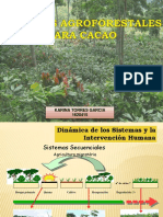 Sistemas Agroforestales Cacao