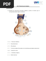 AA2 Potencial Postsinaptico