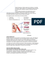 Tejido Muscular y Tipos de Tejidos