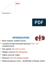 Histology Kidney