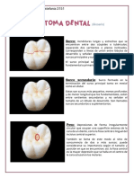 Anatomía Dental (Glosario)