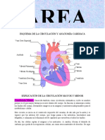 Tarea 2. Circulación Mayor y Menor