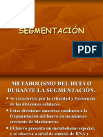 Segmentación y Blastula