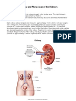 Anatomy and Physiology of The Kidneys