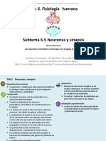 6 - 5 - Neuronas y Sinapsis