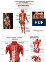 Musculos 3