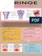 Infografía Del Aparato Respiratorio