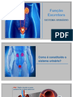 Ciências 9º Ano - Sistema Urinário