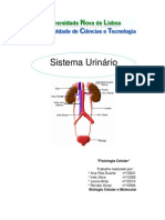 Sistema Urinario Resumo 1manha