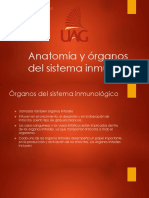 2 Anatomia y Organos Del Sistema Inmune