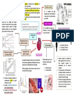 Mapa Mental - Gasto Cardiaco