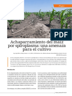 Revista Voces y Ecos No43 8 Achaparramiento Del Maiz Por Spiroplasma Una Amenaza 0