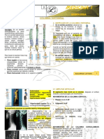 Columna Vertebral