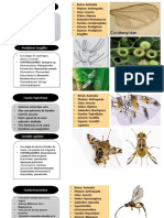 CARACTERISTICAS DE ORDENES DE INSECTOS Par2