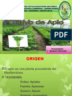 Cultivo Del Apio