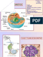 Lección 4. Célula Eucariótica (Grupo B)