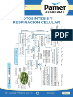 BIO - Sem - 1 - Fotosíntesis y Respiración Celular