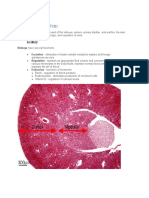 Urinary System Histology