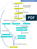 Ruta de Las Pentosas Fosfato