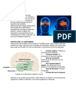 Lobulo Temporal