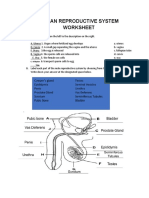 Human Reproductive System Worksheet