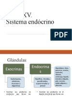 Sistema Endocrino