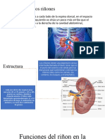 Anatomía de Los Riñones