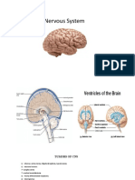 Tumors 0F CNS-1