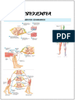 8° EABP pt1 - Nervos Cranianos